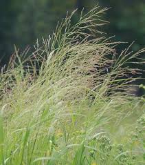 Image result for Gnidia virescens