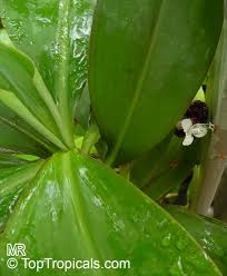 Image result for Tinnea zambesiaca