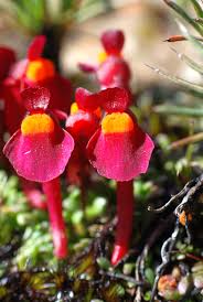 Image result for Disa satyriopsis
