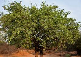 Image result for Carissa