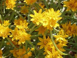 Image result for Clutia angustifolia