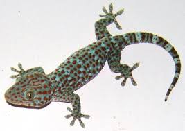 Tokay Gecko Wikipedia