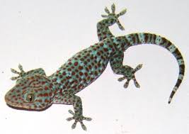 tokay gecko wikipedia