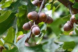 image result for red oak leaves acorns red oak leaf shade trees oak leaves