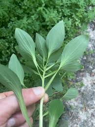 Image result for Alstroemeria pulchella