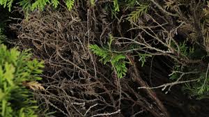 Image result for thuja drying out dead dried symptoms)