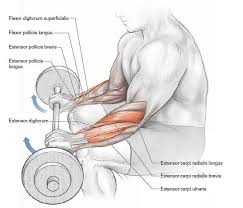 Reverse Barbell Wrist Curl Exercise Forearm Workout Gym