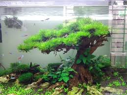 Aquarium Driftwood Tree Aquarium Driftwood Fish Tank Driftwood Fish
