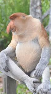 Photographer Spends Years Taking Photos Of Endangered Animals They Re Heartbreakingly Beautiful Proboscis Monkey Pet Monkey Rare Animals