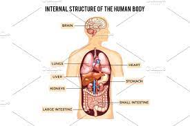Learn about all the different organ systems in the human body. Osseous Stracture Human Body Pin On Human Body Anatomy And Genetics These Osteoblasts Then Produce Lamellar Bone On Each Surface Of The Gap 2 The Lamellar Bone Is Laid Down Perpendicular
