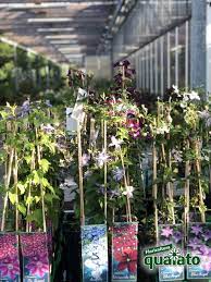 Fiori a grappoli giallo/verdognoli : Cerchi Piante Perenni Rampicanti Eccone 6 Davvero Bellissime