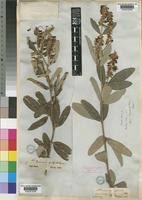 Image result for Eriosema psoraleoides