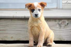 Sophie Red Heeler Female Red Heeler Puppies Australian Cattle Dog Red Australian Cattle Dog