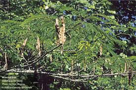 Mimosa hostilis seeds, being from the pod fruit family, are very hard. Center For Aquatic And Invasive Plants University Of Florida Ifas