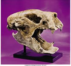 We did not find results for: A Superb And Exotic Giant Ground Sloth Skull Fossils Mammals Lot 41292 Heritage Auctions