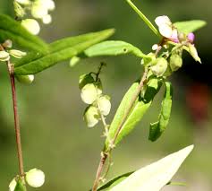 Image result for Polygala persicariifolia