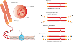 Draw and label a typical trna molecule. Frontiers Telomere Length As A Marker Of Biological Age State Of The Art Open Issues And Future Perspectives Genetics