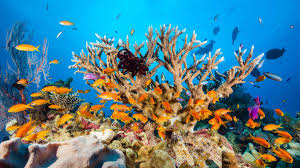 Hope For Coral Reefs After Scientists Find Resilient Species