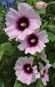 We did not find results for: Do Deer Eat Hollyhock Plants