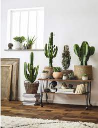 Più conosciuta come cactus zebra, è una pianta grassa da appartamento molto bella e decorativa che appartiene alla famiglia degli aloe. Come Arredare Con Le Piante Grasse Trucchi E Suggerimenti Utili