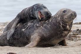 We did not find results for: Artensteckbrief Kegelrobbe Halichoerus Grypus Nabu