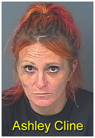 Media Release Vice and Narcotics Search Warrant