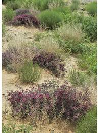 Image result for Hippocratea parvifolia