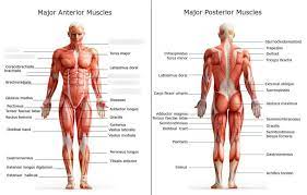 They cause motion and produce a force that the body uses to move and manipulate the body. Major Muscles Of The Human Body Diagram Quizlet