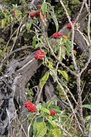 Image result for Solanum giganteum