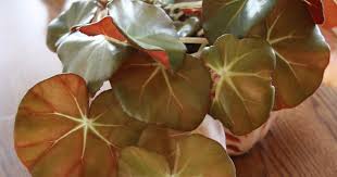 Image result for Dicliptera maculata