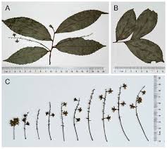 Image result for Homalium