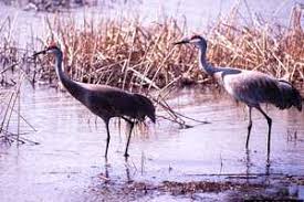 When citing a website the general format is as follows. Sandhill Crane Crop Damage Program Offered April 18 In Escanaba Field Crops