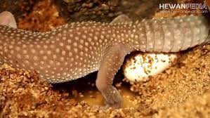 We did not find results for: Cara Berkembang Biak Atau Reproduksi Tokek Hewanpedia