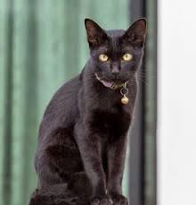 It's also harder to attract. Bombay Kittens For Sale Adoptapet Com