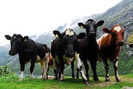 Take Care Around Cows Warning For Walkers