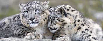 Noticing a wild goat grazing below, the feline creeps across the ledge on her silent, furry footpads. The Snow Leopard Was Just Declared No Longer Officially Endangered