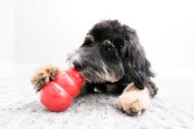 What To Stuff A Kong With Kong Company