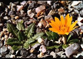 Image result for Haplocarpha