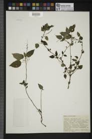 Image result for Acalypha racemosa