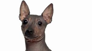 Every so often i have a litter. 5 Things To Know About American Hairless Terriers