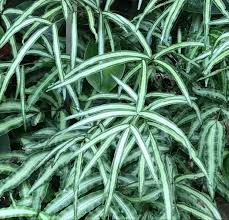 Image result for Pteris burtonii