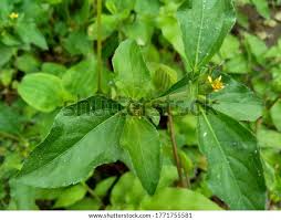 Image result for Synedrella nodiflora