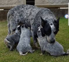 Find australian cattle dog puppies and breeders in your area and helpful australian cattle dog information. Australian Cattle Dog Puppies For Sale Georgetown Tx 286442