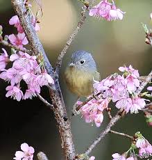Nature Birds And Flowers Wallpaper Https Encrypted Tbn0 Gstatic Com Images Q Tbn 3aand9gcsws1rfqexdq Yduhko2cb G6jidteedd4 Va Usqp Cau