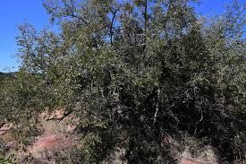 Image result for Dalbergia nitidula