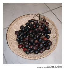 Image result for Trichoscypha lucens