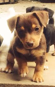 Jack Russell Puppies We Have A Exceptional Litter Of Pure Bred Docked Miniature Chocolate N Ta Jack Russell Jack Russell Terrier Jack Russell Terrier Puppies