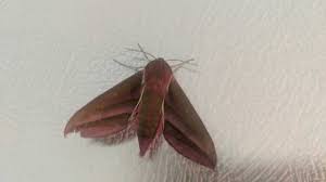 Бражник на петунии - 28.08.24 20:46 | Пикабу