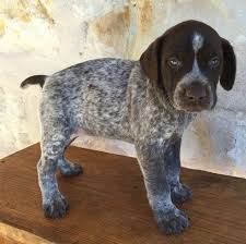 They are very versatile dogs that can our puppies. German Shorthaired Pointer Puppies For Sale Adamstown Pa 245292