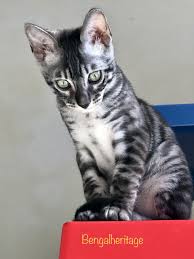 Bengals have a wide variety of markings and colors. Silver Charcoal Bengal Kittens Available Caernarfon Gwynedd Pets4homes